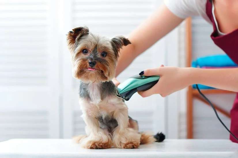 Yorkshire terrier getting trimmed