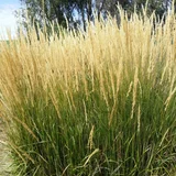 Perennialle Plants Calamagrostis x acutiflora 'Karl Foerster' - Reed Feather Grass