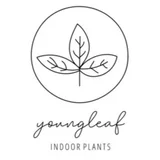 Youngleaf