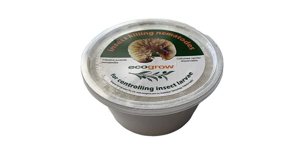 Ecogrow African Black Beetle reviews | ProductReview.com.au