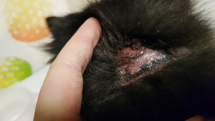 Seresto Fleas And Tick Collar For Kittens And Cats reviews