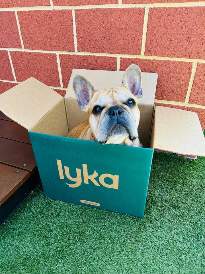 Lyka Pet Food reviews | ProductReview.com.au