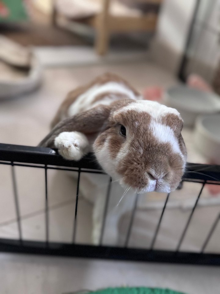 The Rabbit Sanctuary reviews | ProductReview.com.au