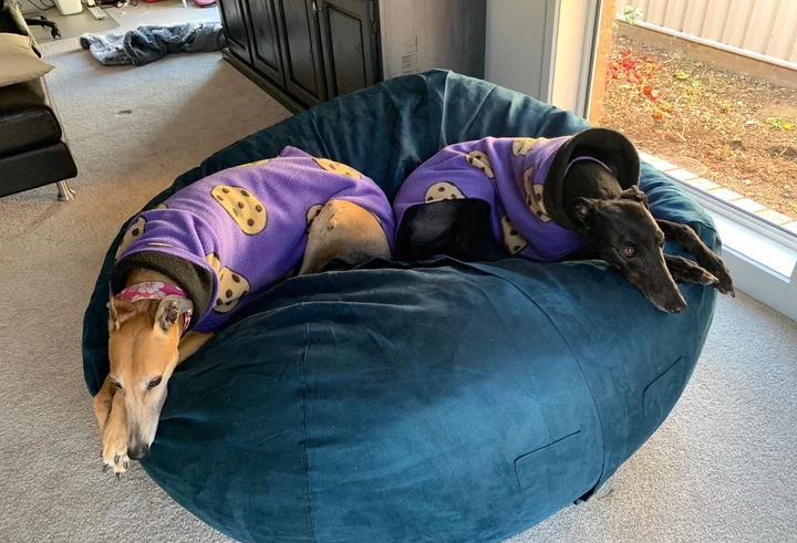 Therapy Pod Duo reviews