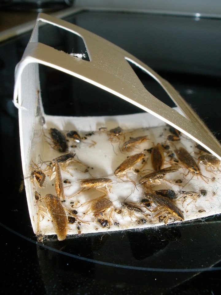 Tomcat Cockroach Traps reviews | ProductReview.com.au
