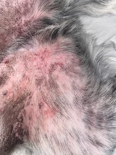 Zoetis Cytopoint reviews