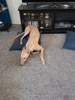 Aussie Pooch Mobile reviews - Main Image