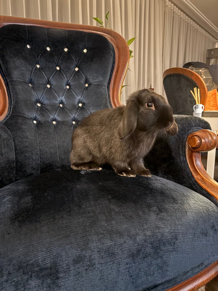 The Rabbit Sanctuary reviews | ProductReview.com.au