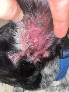 Zoetis Cytopoint reviews