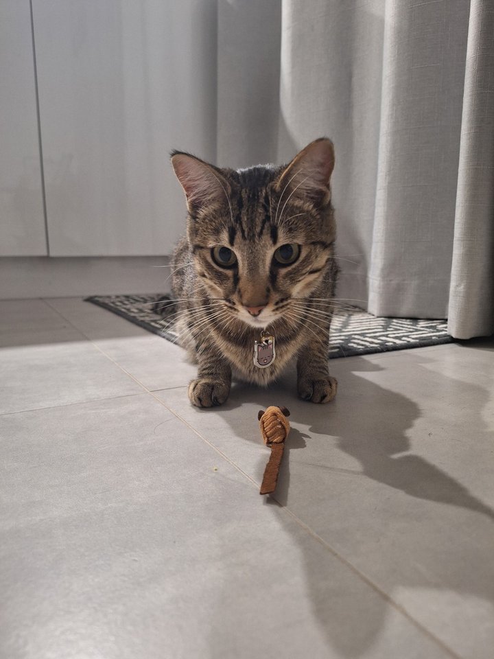 77Paws reviews | ProductReview.com.au