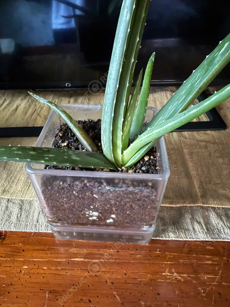 Plants In a Box reviews | ProductReview.com.au
