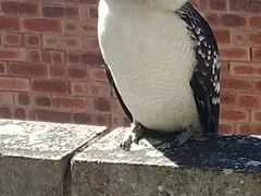 Dodo NBN Internet reviews | ProductReview.com.au