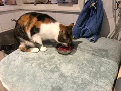 Fussy cat prime steak mince review hotsell