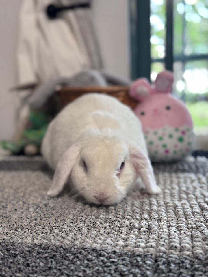 The Rabbit Sanctuary reviews | ProductReview.com.au